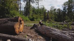 Best Tree Maintenance Programs  in Crestwood Village, NJ