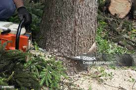 Best Utility Line Clearance  in Crestwood Village, NJ