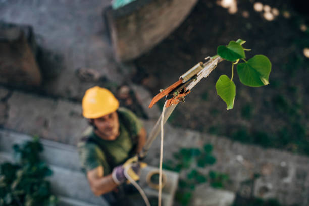 Best Tree Risk Assessment  in Crestwood Village, NJ