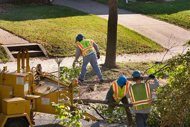 How Our Tree Care Process Works  in  Crestwood Village, NJ