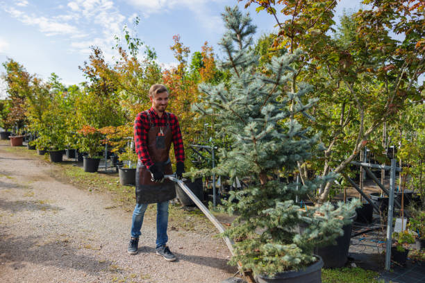 Best Palm Tree Trimming  in Crestwood Village, NJ