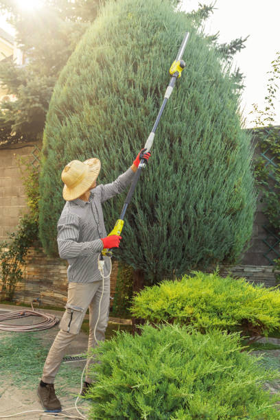 Best Stump Grinding and Removal  in Crestwood Village, NJ