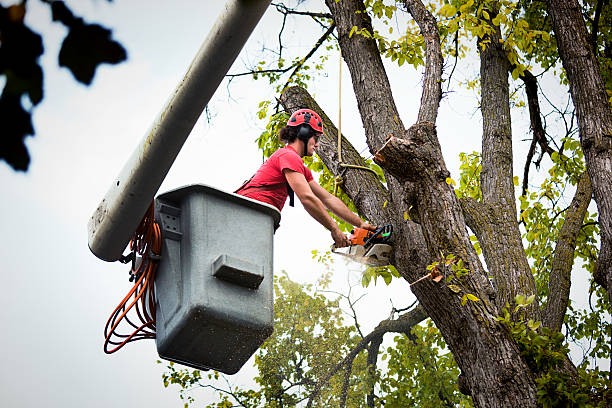 Best Arborist Consultation Services  in Crestwood Village, NJ