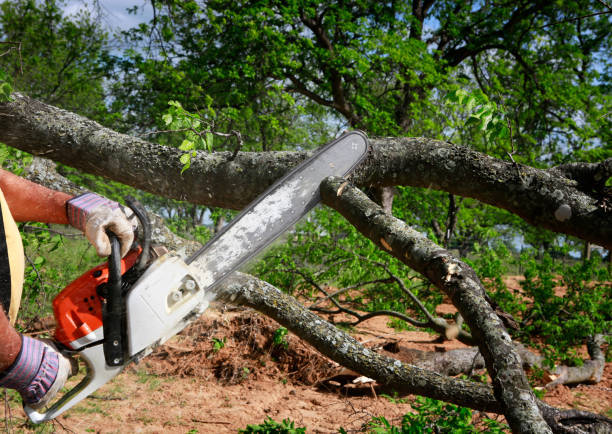 Best Tree Preservation Services  in Crestwood Village, NJ